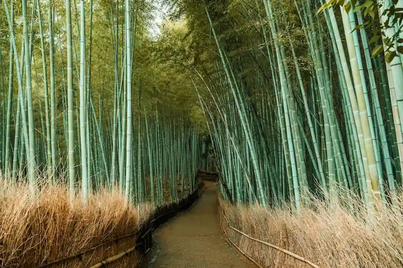 Arashiyama neighborhood in Kyoto