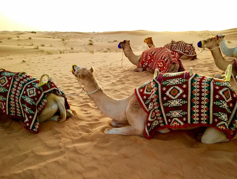 Best things to do in Dubai